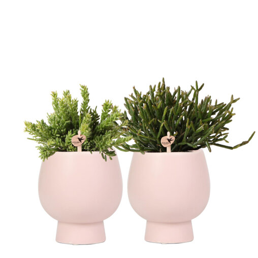 Rhipsalis mix in Scandic nude sierpotten